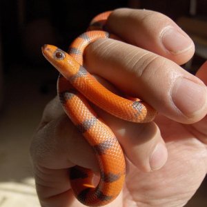 Hypomelanistic Honduran Milksnake
