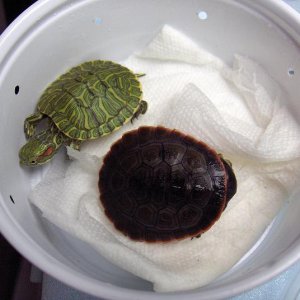 New Baby Turtles