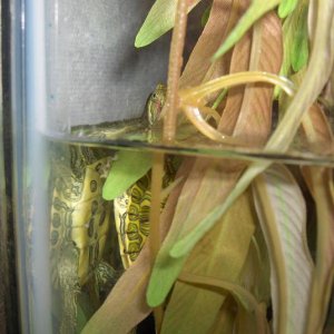 Aztec/Rio Grande Red Ear Slider