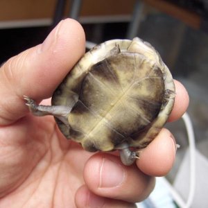 African Sideneck