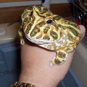 A plump and happy Argentinian Horned Frog