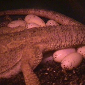 Beardie Laying Eggs (Closeup)