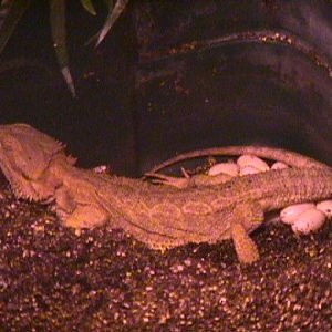 Beardie Laying Eggs