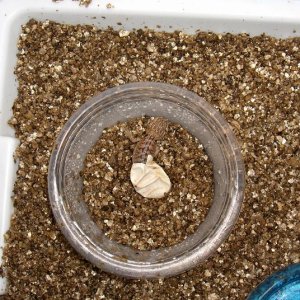 Baby Beardie Pipping