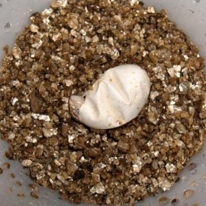 Baby Dragon Hatching