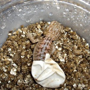 Baby Dragon Hatching