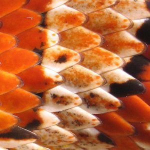 cornsnake scales (macro)