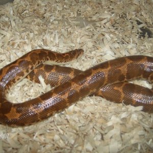 Het Albino female