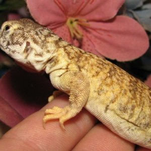 mali uro