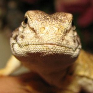 mali uro