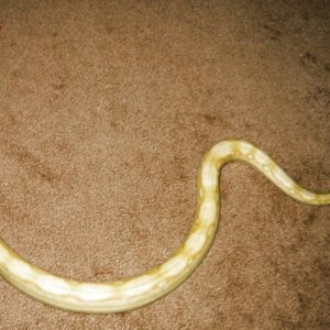 luna (albino boa)