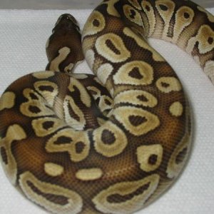 palinakyusa