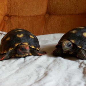 Hodge and Rodge