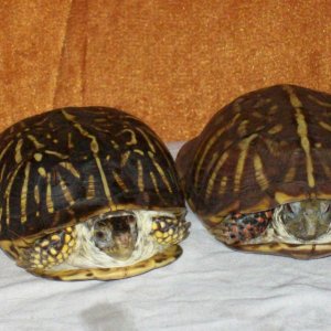 Box Turtles
