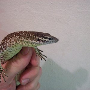 Timor Monitor