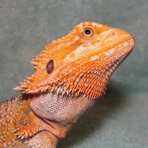R BEARDED DRAGONS LAIR