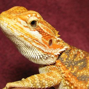 R BEARDED DRAGONS LAIR