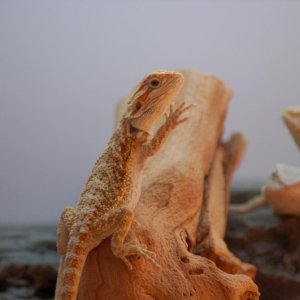 Hypo Tangerine 2mo girl