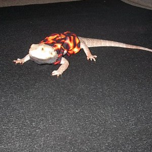 My Bearded Dragon