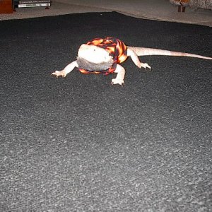 My dragon