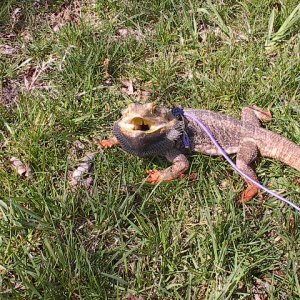 My Beardie
