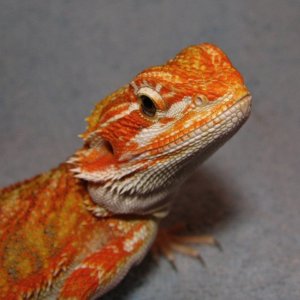 R BEARDED DRAGONS LAIR
