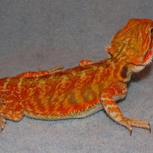 R BEARDED DRAGONS LAIR