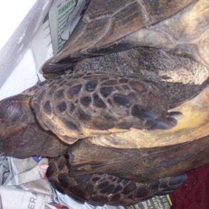 DEAD TORTOISE SHIPPED BY MICHAEL ENRIQUEZ