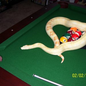 2005 Female Albino