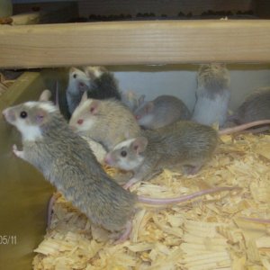 AFRICAN SOFT FUR RATS
