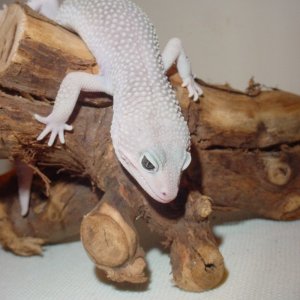 Big bliz