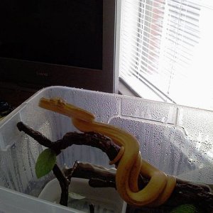 Yellow ATB