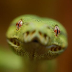 gtp_head_2
