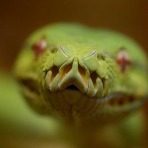gtp_head_1