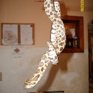john_w_lawson_hognose_forsale