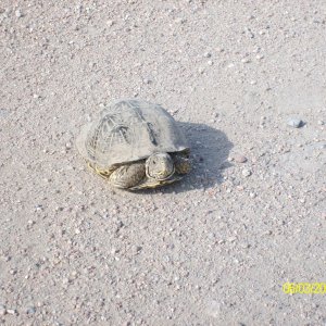 save me please!
