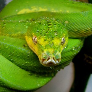 Adult Male GTP