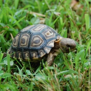 Leopard Tortoise