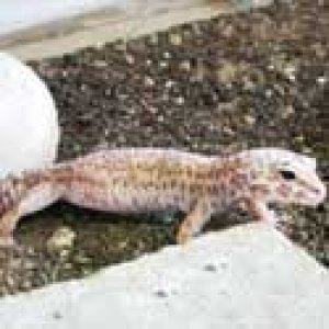 My gecko