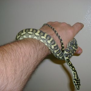 Updated Luci Pic