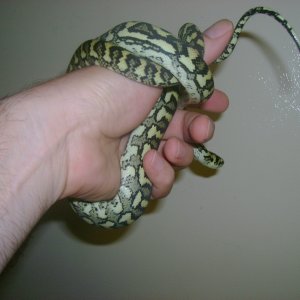 Updated Luci Pic 2