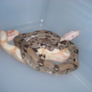 albino and hets