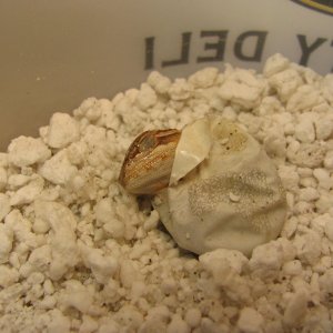 R BEARDED DRAGONS LAIR