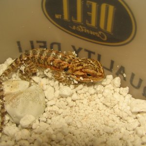 R BEARDED DRAGONS LAIR