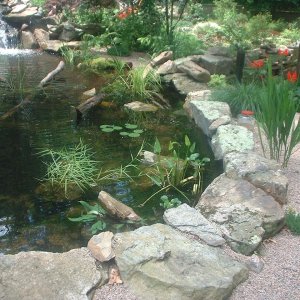 Turtlepond