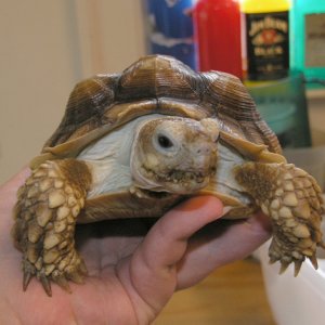 My foster Sulcotta