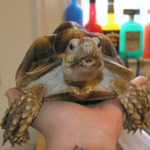 My 2nd Foster Sulcotta