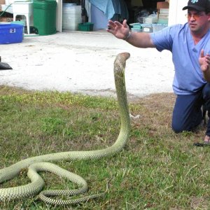 Ray Hunter w/12 ft Malayan King Cobra