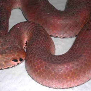 Red Death Adder