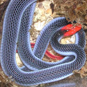 Red-Headed Krait (juv.)